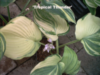 Tropical Thunder 5_1
